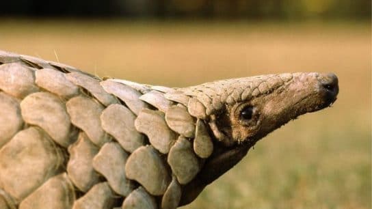 Pangolins: Endangered Animals Spotlight
