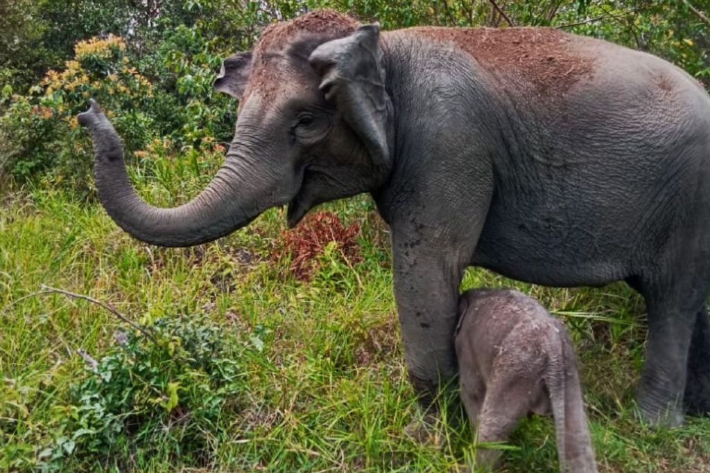 Sumatran Elephant Birth Marks Progress in Indonesia’s Conservation Efforts