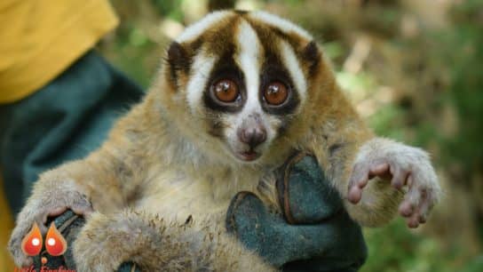 Javan Slow Loris: Endangered Species Spotlight
