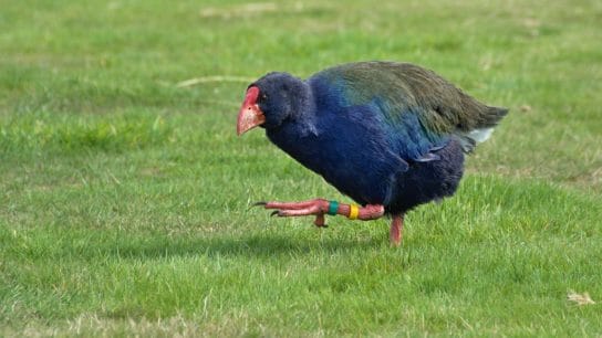 Lost Species: Unseen but Not Extinct?