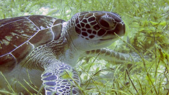 Green Sea Turtle: Endangered Animals Spotlight