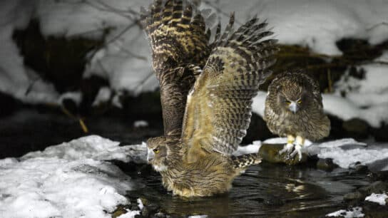 6 Endangered Owl Species In 2023