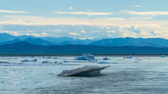 Trump Readies Last-Minute Auctions in Arctic Wildlife Refuge to Oil Drillers