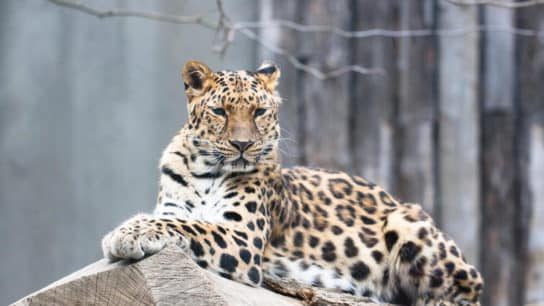 Amur Leopard: Endangered Animals Spotlight