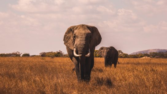Illegal Elephant Poaching in Africa