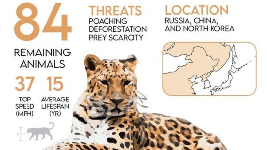 Is The 6th Mass Extinction Underway?