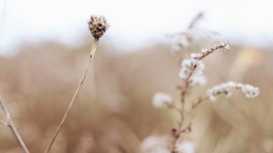 The Importance of Wild Crops for Food Security