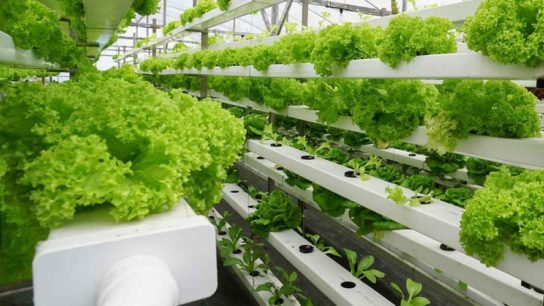 Aquaponics: a Viable Food Production Alternative?