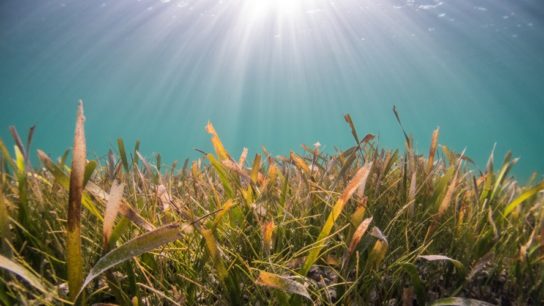 What is Blue Carbon Worth to You?