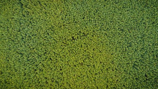 Green Hydrogen: The Antidote To Climate Change?