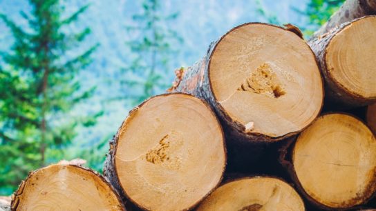 Outsourcing Deforestation: The Local vs. the International Footprint