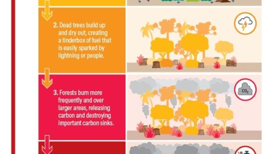 Climate Change Will Alter Forests as We Know Them