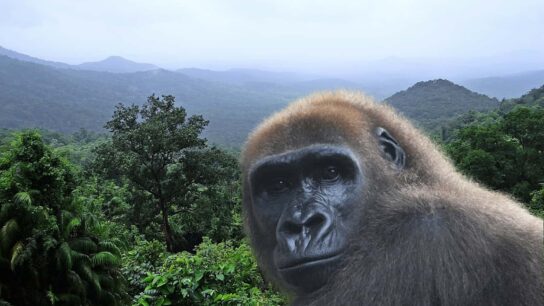300Gorilla Launches NFT Campaign on Earth Day to Support Conservation of the Cross River Gorilla