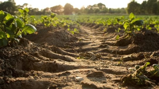Climate Change is Shifting Crops