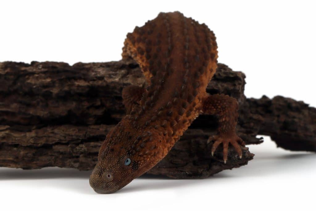 Borneo Earless Monitor lizard. Photo: kuritafsheen77/Freepik
