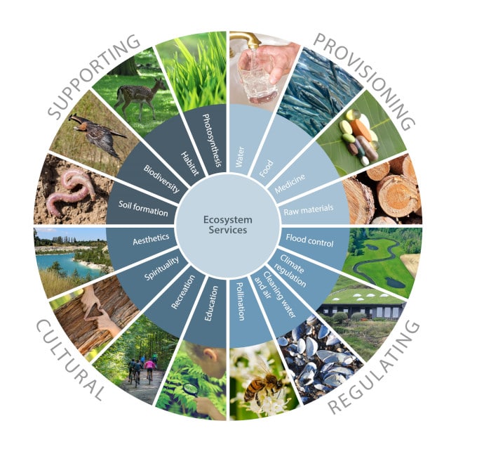 ecosystem services biodiversity loss could affect humans