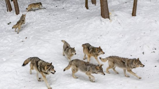 Species Reintroduction: How Wolves Saved Beavers in Yellowstone