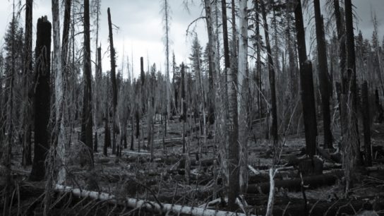 Dry Vegetation in California as it Braces for 2021 Wildfires