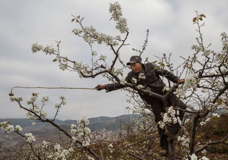 hand pollination, what happens when you lose ecosystem services