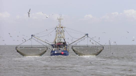 WTO Bans Fishing Subsidies in Historic Deal to Reduce Global Overfishing