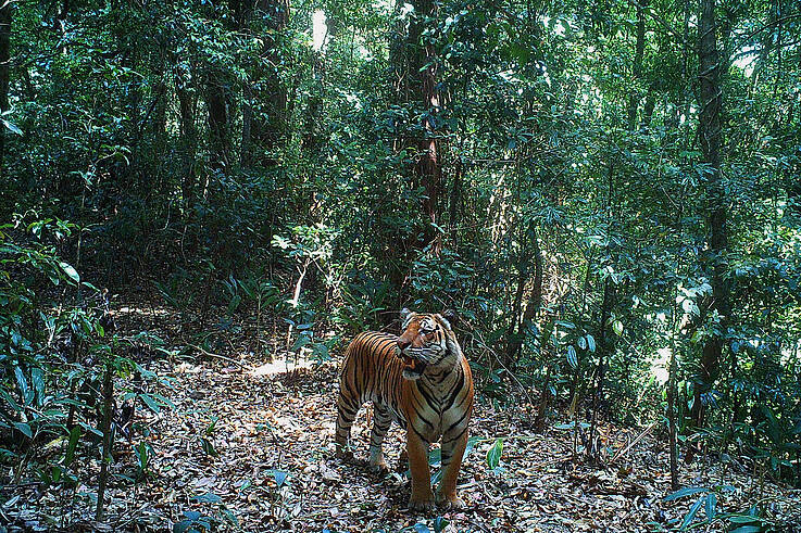 Tiger in the Dawna Tenasserim landscape of Myanmar