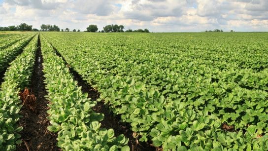 Op-Ed: Optimising Food Crops Can Help Nourish the Earth and its People