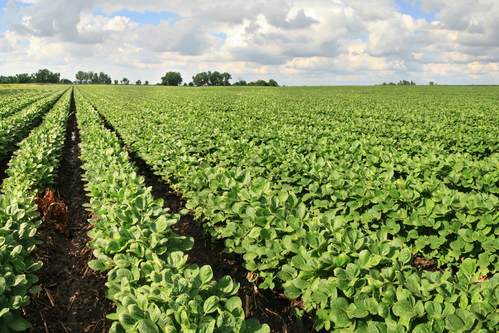 Op-Ed: Optimising Food Crops Can Help Nourish the Earth and its People