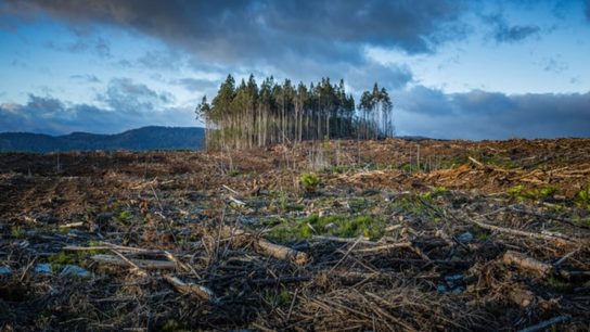 Drawn Up: The Biggest Environmental Problems of 2021