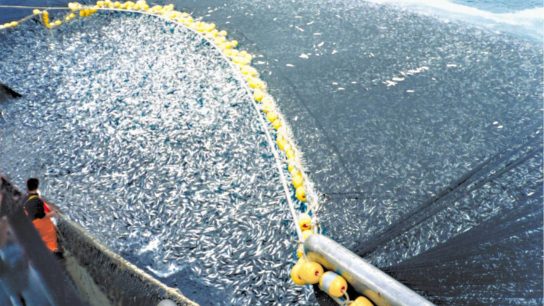 What Is Overfishing? A Brief Review