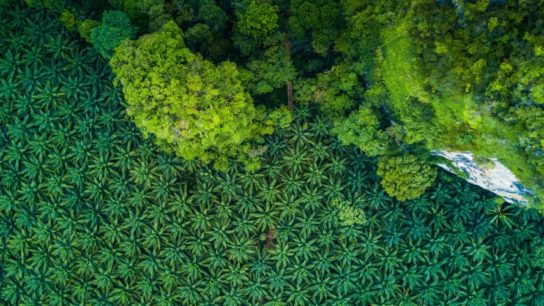 Deforestation Simplified: Its the Food