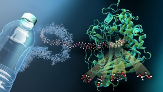 Plastic Eating Bacteria: A Viable Solution to the Plastic Problem?