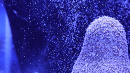 Could Lab-Grown Corals be the Key to Conservation?