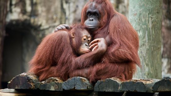 Orangutan: Endangered Animals Spotlight
