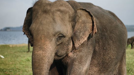 Asian Elephant: Endangered Animals Spotlight