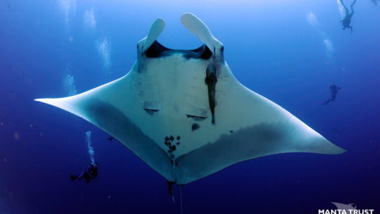 300kg Haul of Manta Ray Gill Plates Seized in Hong Kong Highlights Sri Lanka’s Unsustainable Fisheries