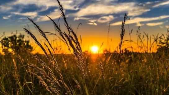 How to Feed a Growing Global Population