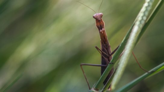 How Could the Loss of Biodiversity Affect Humans?
