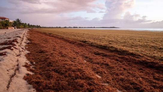 The Atlantic Sargassum Belt