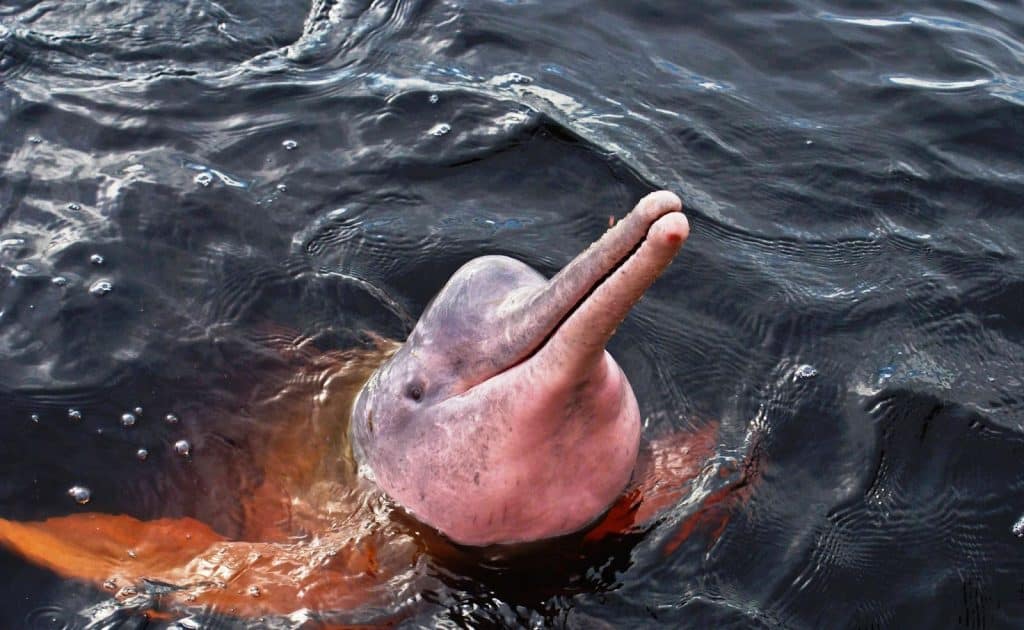 Amazon River Dolphin; freshwater dolphin. Photo: Flickr/Jeso Carneiro