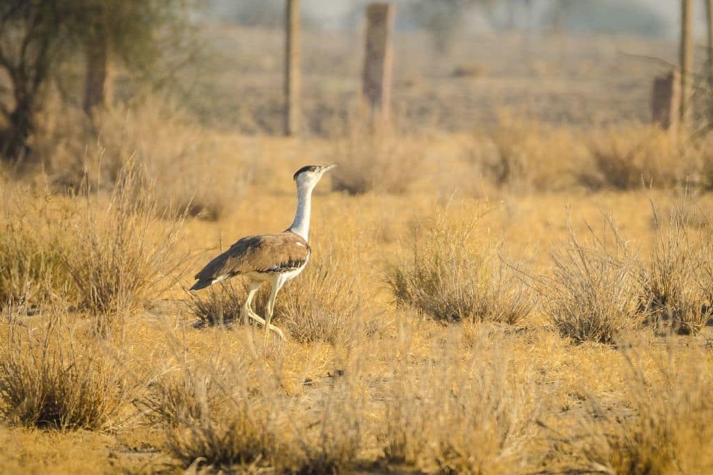 How a Bird Sparked a Conversation On Climate Rights in India