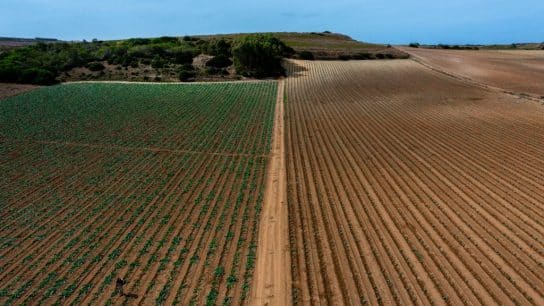 Regenerative Agriculture: Bridging The Gap Between African American Communities and Food Sovereignty