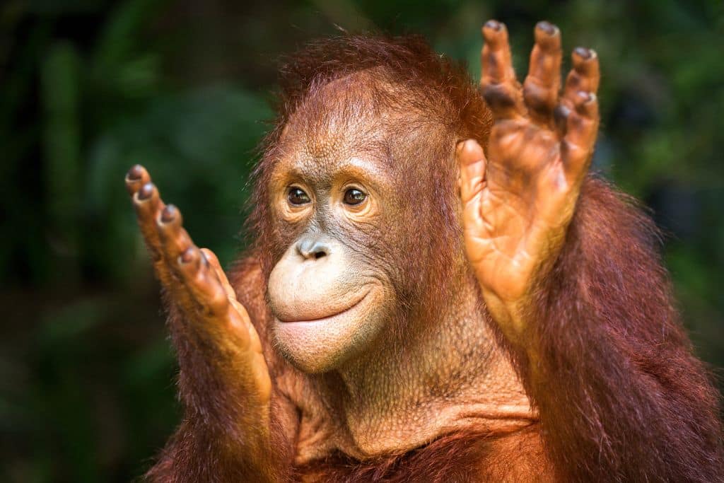 save the orangutan