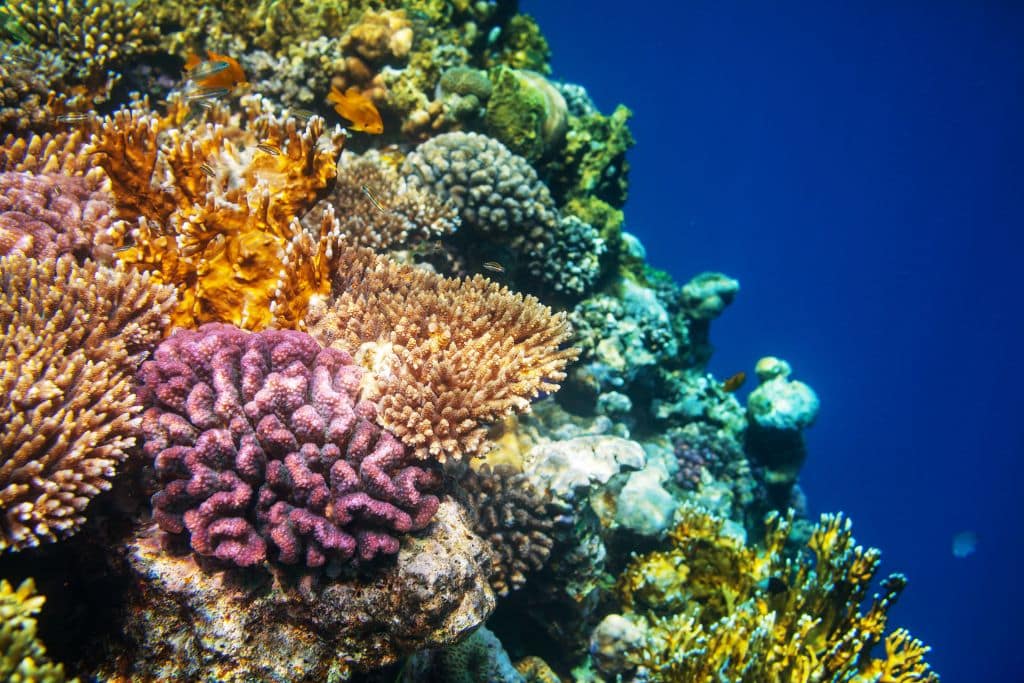 Coral Reef Breakthrough Launches to Prevent Extinction of One of the World’s Most Threatened Ecosystems