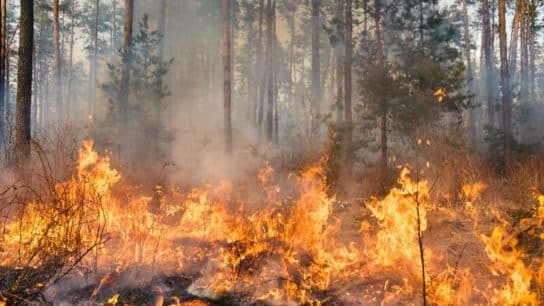 Top 12 Largest Wildfires in History