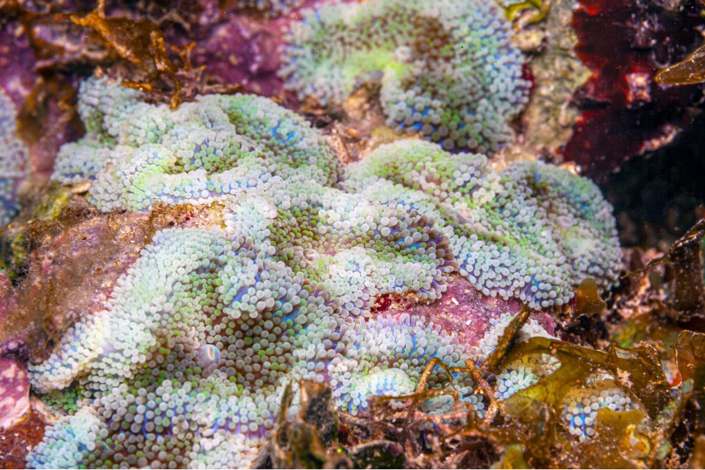 Unpacking Florida’s Coral Reef Restoration Agenda