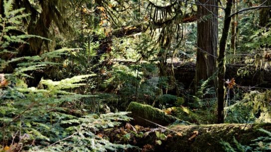 IUCN Restoration Barometer Report Highlights $26 billion in Restorative Efforts Across 18 Countries