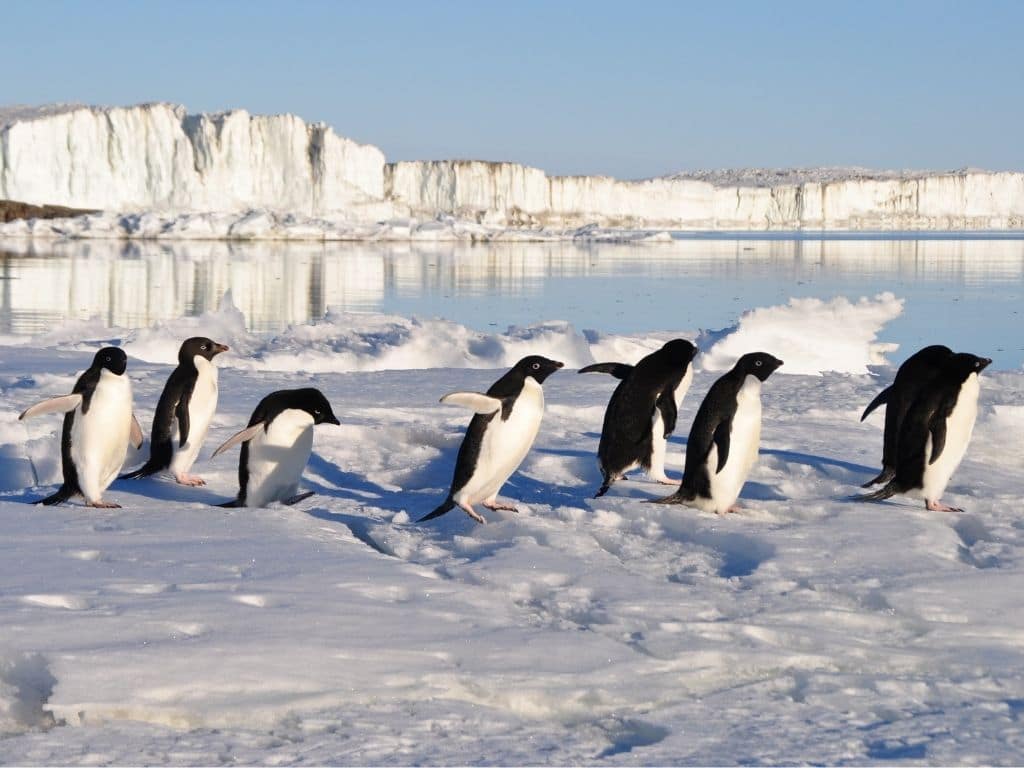 endangered penguin species