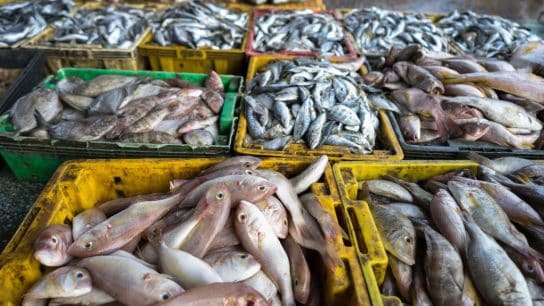 New Report Reveals Horrific Suffering of Fish in Captivity, Calls for a Ban on Touch Tanks and an End to the Capture of Fish from the Wild