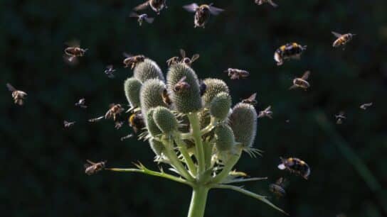 5 Concerning Effects of Biodiversity Loss