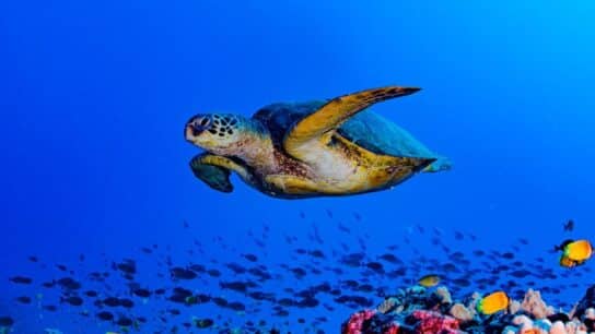 Science and Culture Join Forces to Restore 120 Miles of Hawaiian Reefs